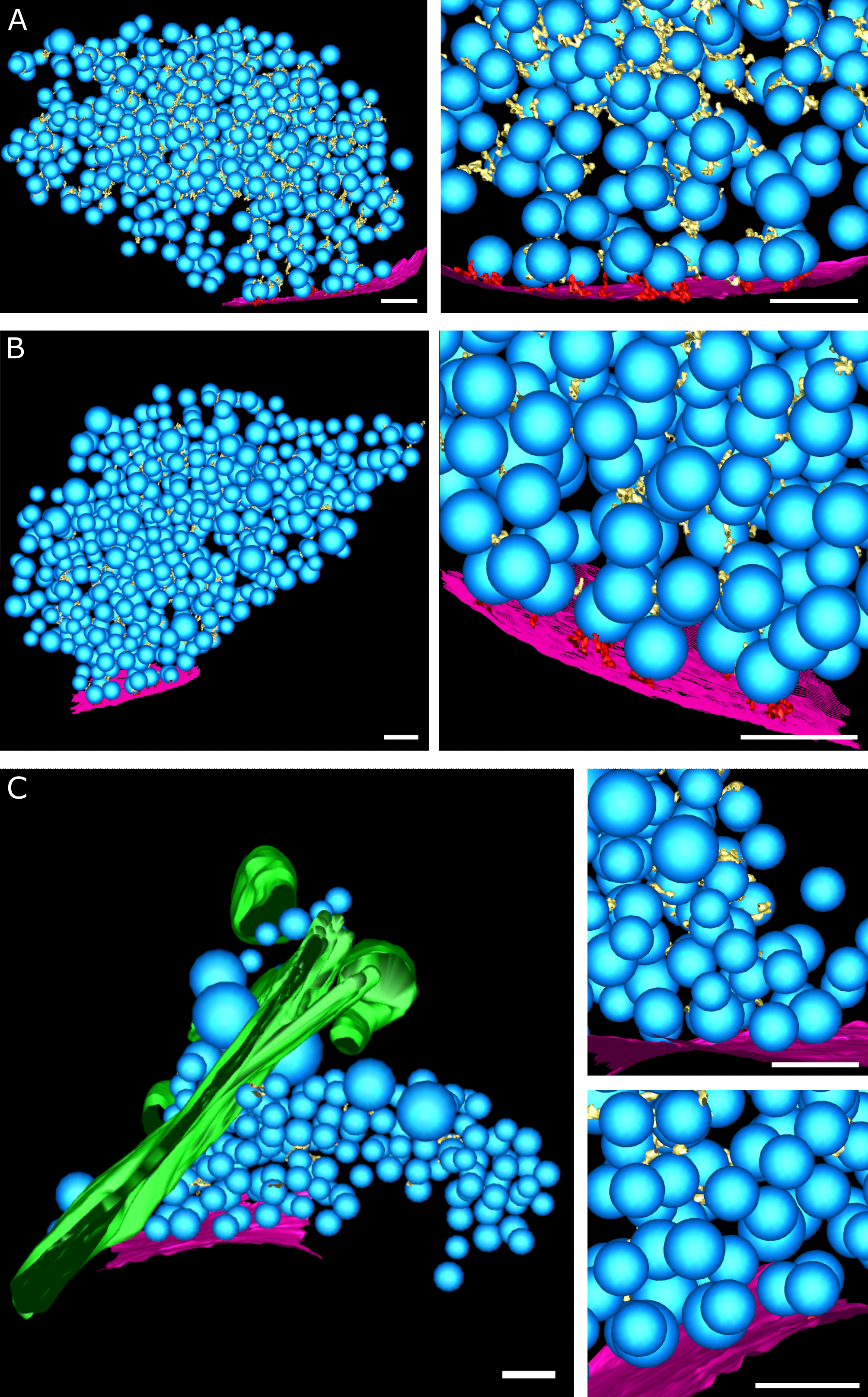 Figure EV2: 3-D rendered segmented tomograms of neuron synapses. (A-C) (A) SNAP-25 WT, (B) SNAP-25-4E, (C) SNAP-25-4K. (left) Overview, (right) detail. Blue: synaptic vesicles; purple: active zone plasma membrane; green: endoplasmic reticulum-like organelle; yellow: connectors; red: tethers. Scale bars: 100 nm.