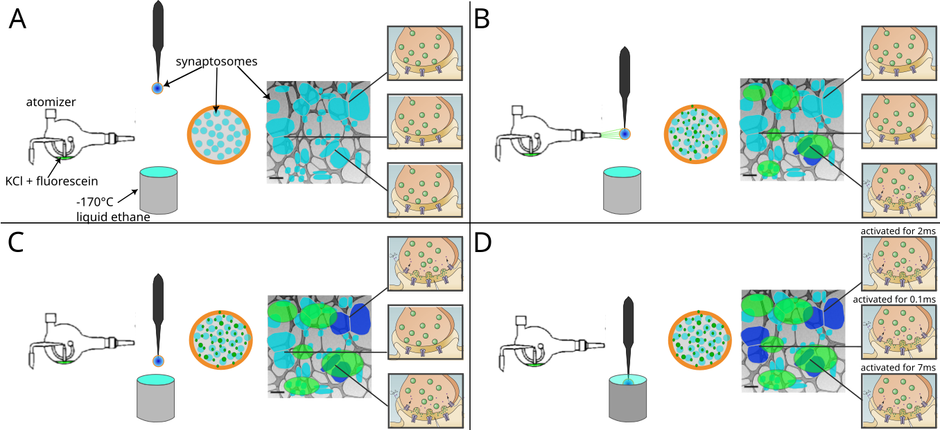 Figure 2: Schematic representation of a spray-mixing plunge-freezing experiment. (A-D) In a single experiment different synaptosomes get stimulated for between less than 1 ms and 7 ms.** An EM-grid is held by tweezers and is covered with synaptosomes in HBM-solution. A magnified view of a grid square shows synaptosomes in blue and their synaptic state of three synaptosomes is represented on the rightmost part of each panel. Panel (A) represents the situation immediately after blotting off solution excess, before the grid is sprayed. The grid is accelerated towards the cryogen. Panel (B) shows a snapshot of the experiment when the grid crosses the spray, 7 ms before the freezing. Some fluorescently dyed droplets containing HBM with 52 mM KCl land on the grid and are depicted in green. At this time point, a synaptosome located at the impact point of a droplet is activated and is depicted in dark blue. Panel (C) shows a snapshot 5 ms later, i.e. 2 ms before freezing. As KCl diffuses away from droplet impacts points, another synaptosome gets activated because locally KCl concentration has reached a concentration to depolarize the synaptosome sufficiently so that voltage-gated calcium channels open. Panel (D) shows a synaptosome at the time of immersion with ethane. 0.1 ms before freezing a third synaptosome got exposed to a high enough concentration of KCl and got stimulated.