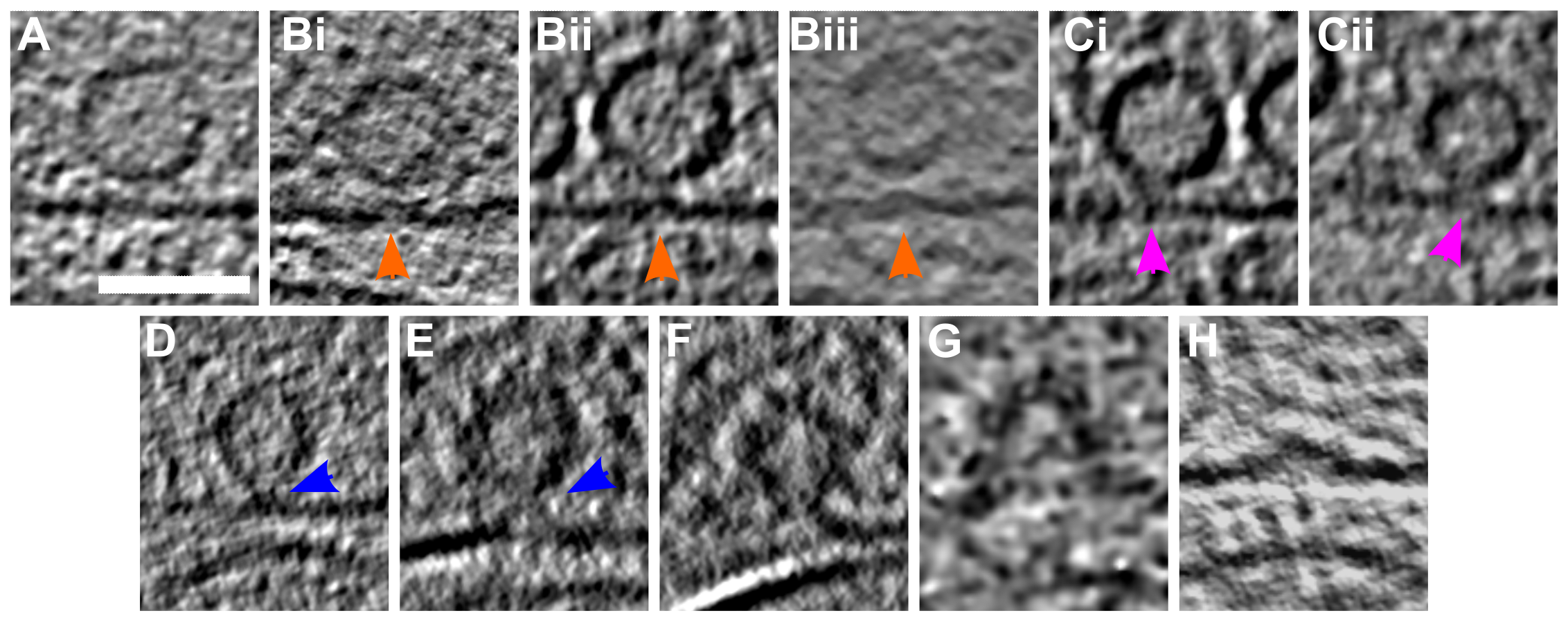 Figure 3: SV exocytosis morphology. Tomographic slice of non-stimulated (A) and stimulated rat synaptosomes (B-H). A) Image of a 2.2-nm thick tomographic slice showing a non-stimulated with SVs at the AZ and a straight PM. B1) Membrane curvature event, 2.2-nm thick tomographic slice. B2) Membrane curvature event, 6.5-nm thick tomographic slice. B3) Membrane curvature event, 2.24 nm thick tomographic slice. Orange arrows showing membrane curvature event. C1,C2) Lipid perturbations of PM and SV, 22-nm thick tomographic slices. The space between SV and PM is denser than in the non-stimulated synaptosomes (see pink arrow). D-F) Vesicles with a pore opening that might be on the way to full collapse fusion, 33-nm thick tomographic slice thickness: 22 nm (D), 30.8 (E), 33 nm (F). G) Wide pore opening, most likely on the way to full collapse fusion, 2.2-nm tomographic slice. H) Remaining bump at the end of full collapse fusion, 11-nm thick tomographic slice. Scale bar, 50 nm. Total number of observations of each type of exocytosis events: B, 8; C, 3; D, 3; E, 2; F, 3; G, 1; H, 14. Events of type B to E were classified as early, while events of type F to H were classified as late.