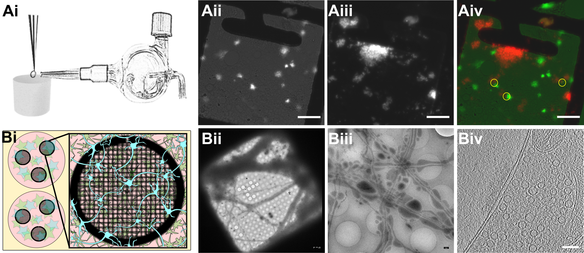 Figure 1: Experimental models. Ai) Glass atomizer used to disperse depolarizing solution on the EM grid milliseconds before the grid is vitrified. Aii) Spray droplets imaged with the GFP filter set. Scale bars, 20 μm. Aiii) Synaptosomes imaged with the DAPI filter set. Scale bar, 20 μm. Aiv) Overlay of spray droplets (green) and synaptosomes (red). Yellow circles show contact between droplets and synaptosomes in thin area, which is suitable for cryo-ET. Scale bar, 20 μm. Bi) Schematic drawing of a 6-well Petri dish depicting astrocytes (pink) growing at the bottom of the Petri dish below EM grids (black round grid overlaying the astrocytes) with neurons (blue) growing on top of the grids. Bii) Grid square overview with neurons growing over it. Scale bar, 5 µm. Biii) Medium magnification overview of neurons growing over R2/1 holes. Scale bar, 500 nm. Biv) One slice of a tomogram depicting a synapse. Scale bar, 100 nm.
