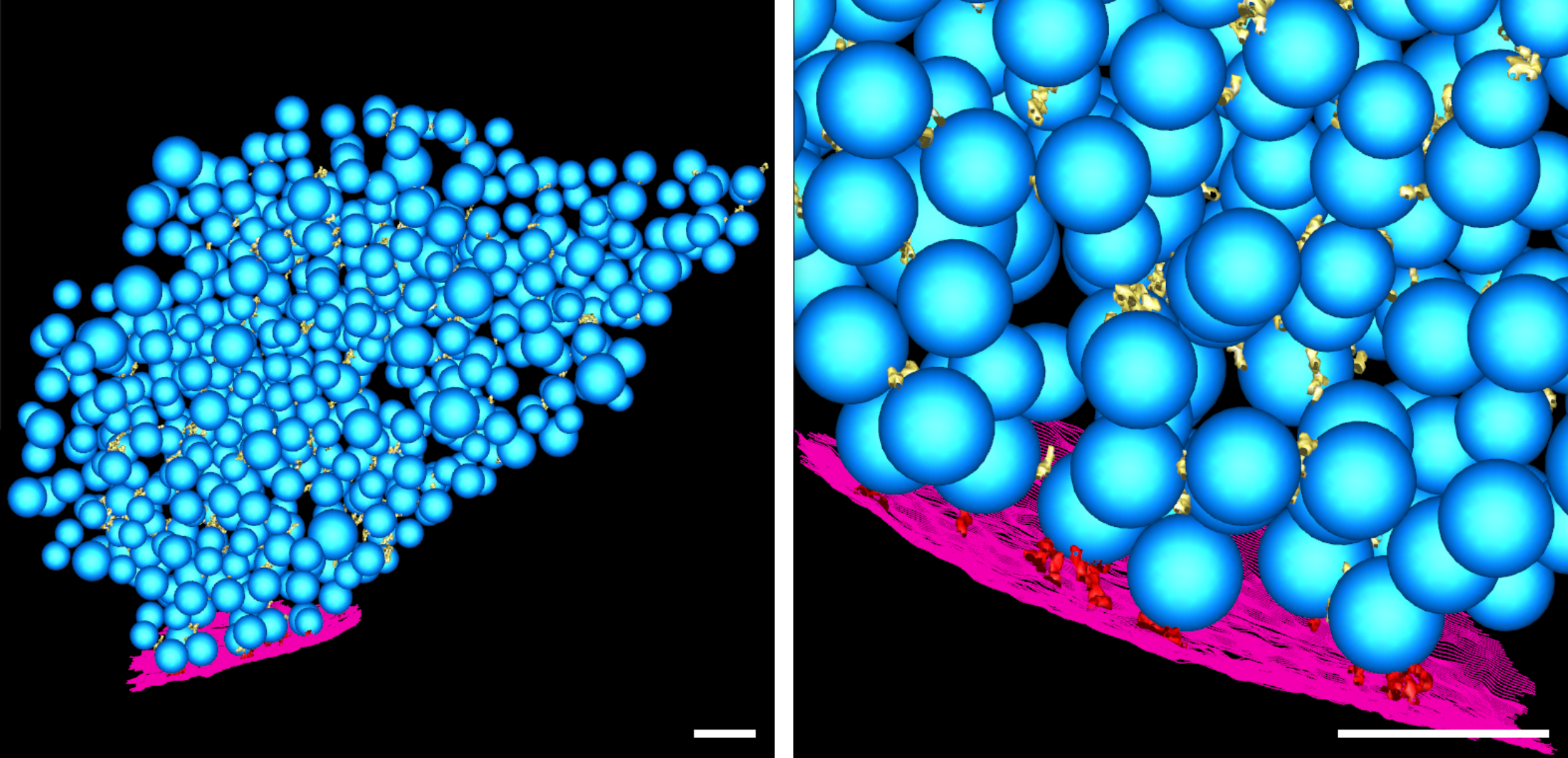 Figure S3: Segmented tomogram of a SNAP-25 4E neuron. (left) Overview. (right) Detail. Blue: synaptic vesicles; purple: active zone plasma memmbrane; yellow: connectors; red: tethers. Scale bar: 100 nm.