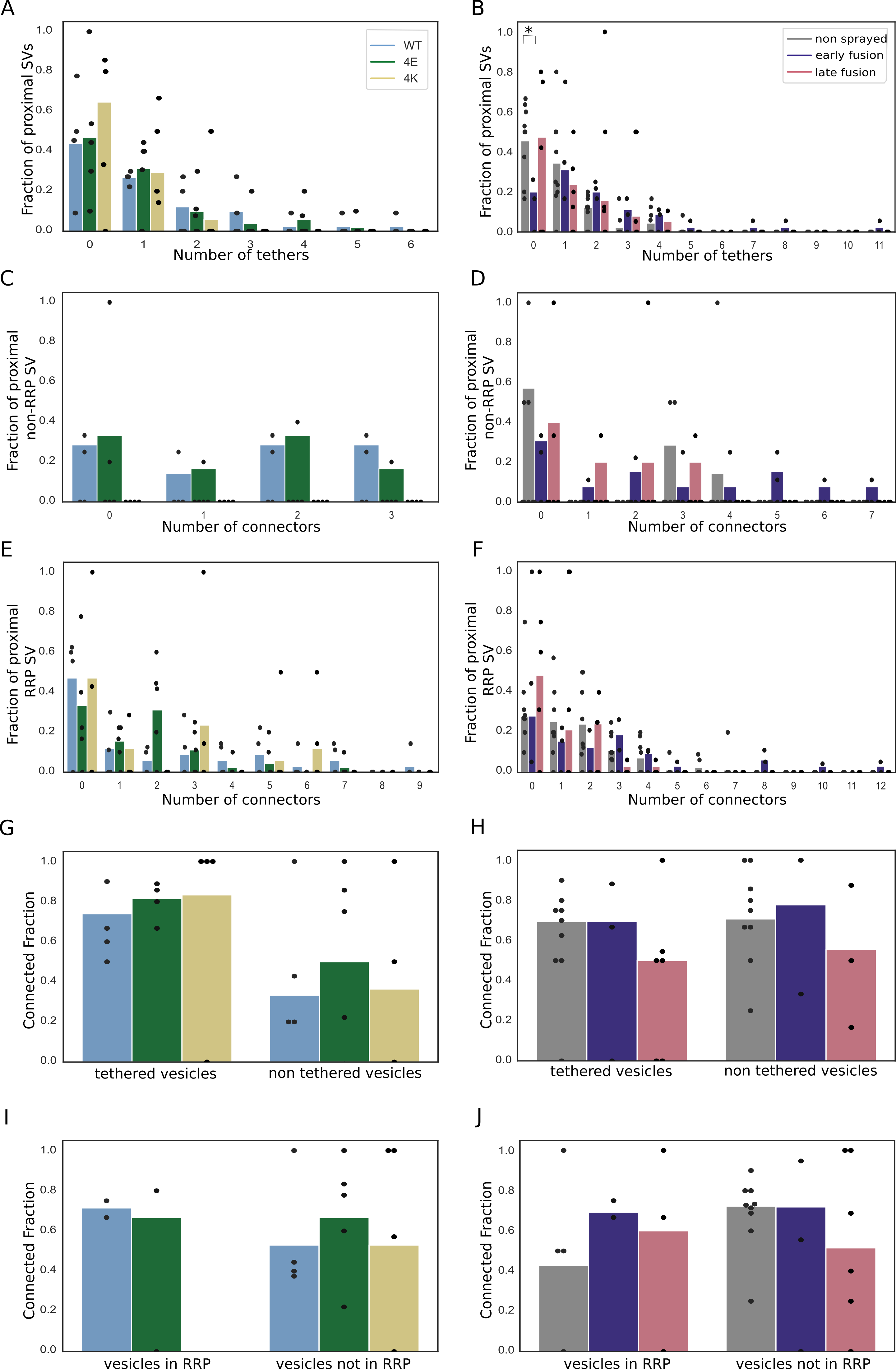 Figure S4: (A, B) Histogram of the number of tethers per proximal SV. Statistical test: pairwise χ2-test between control and each experimental condition in the 0-tether group with Benjamini-Hochberg correction. *: P<0.05. (C, D) Histogram of the number of connectors per proximal non-RRP SV. (E, F) Histogram of the number of connectors per RRP SV. (G, H) Histogram of connected SV amongst tethered or non-tethered proximal SVs. (I, J) Histogram of connected SV amongst proximal non-RRP or RRP SVs. (A, C, E, G, I) Synapses in mouse cultured neurons. (B, D, F, H, J) Rat synaptosomes.