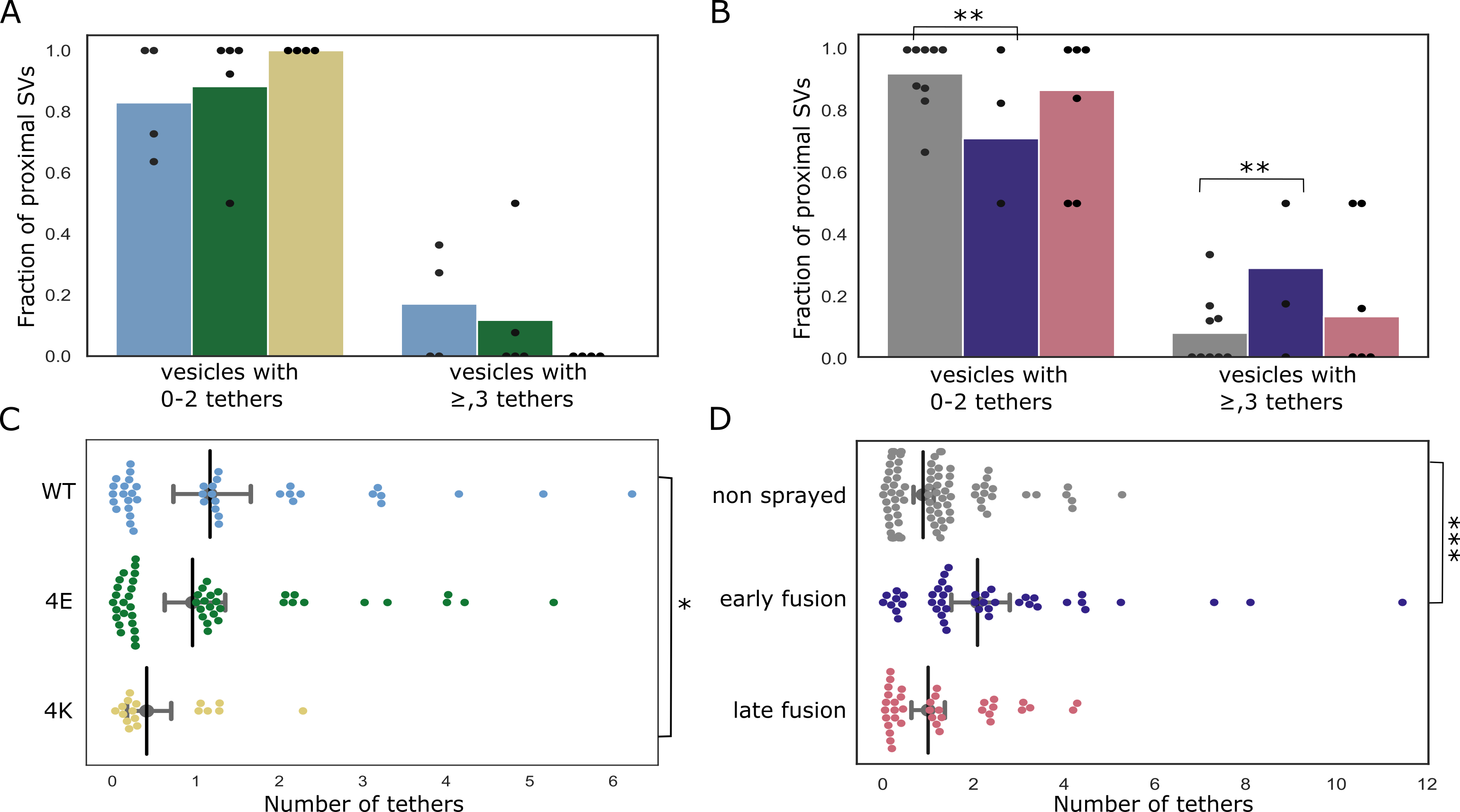 Figure 4: Proximal SV tethering. (A, B) Fraction of proximal SVs that are triple tethered. Each bar shows the overall fraction of all proximal SVs from a given experimental condition. Each dot represents the value of an individual synapse. Statistical test: multiple all against control pairwise χ2-test with Benjamini-Hochberg correction. (C, D) Number of tethers per proximal SV. Each dot represents an individual SV. The vertical line represents the mean value, and the horizontal whiskers correspond to the 95% confidence interval. Statistical test: multiple all against control pairwise ANOVA comparisons with Benjamini-Hochberg correction; *: P<0.05, **: P<0.01, ***: P<0.001.